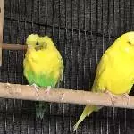 lily und paco