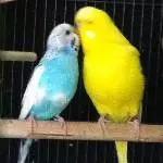 paco und cloud