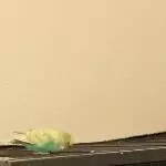 Antons erster Ausflug