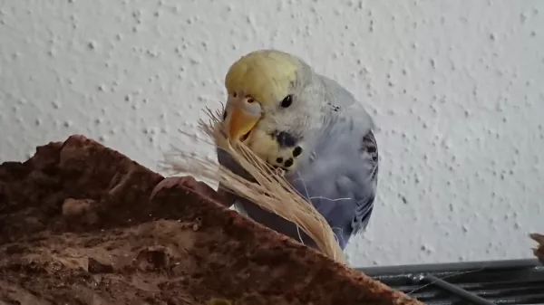 Wellensittich-Bild: Ritchi, männlich (?)