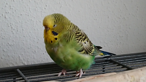 Jade
