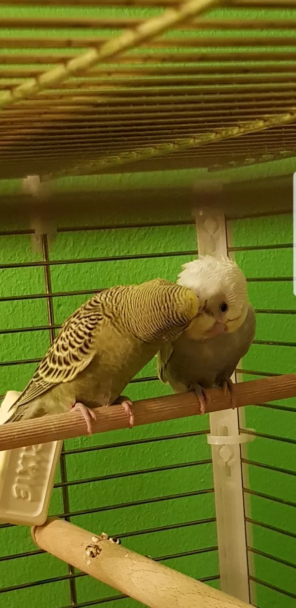 Wellensittich-Bild: Leafy und Dusty beim Schmusen
