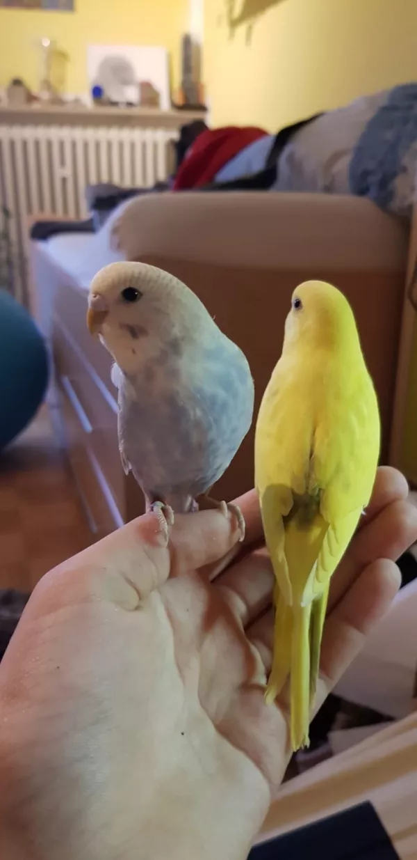 Wellensittich-Bild: Sky (Henne) und Cheesy (Hahn) unsere beiden neuen Wellensittiche