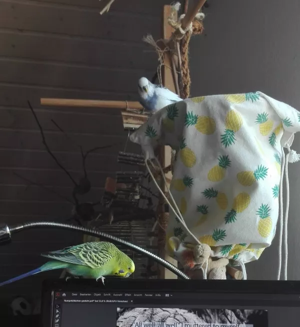 Wellensittich-Bild: Nala findet meine Arbeit wohl interessanter als ich.