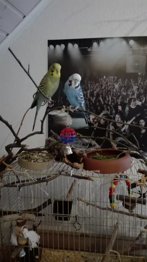 Wellensittich-Bild: Nachdem ich heute den Käfig etwas umgestaltet habe, waren sich meine beiden ungewöhnlich schnell über ihren Lieblingsplatz einig! Normalerweise sitz immer einer in der einen und der andere in der anderen Zimmerecke... Auch wenn Charlie grimmig guckt wie eh und je :D