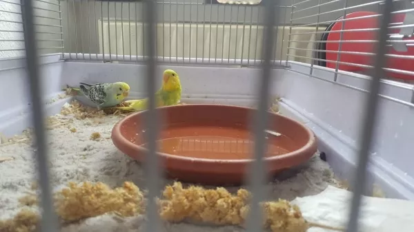 Wellensittich-Bild: Momo und Hedwig an ihrem ersten Tag bei uns