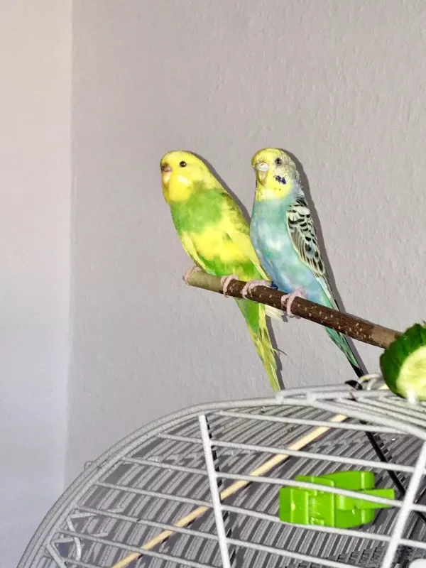 Wellensittich-Bild: Meine hübschen Mäuschen