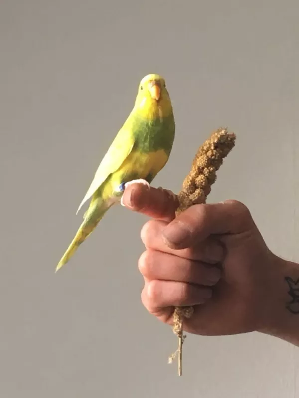 Wellensittich-Bild: Sie ist mit Hirse leicht anzulocken und hat kein Problem auch auf den Finger zu kommen