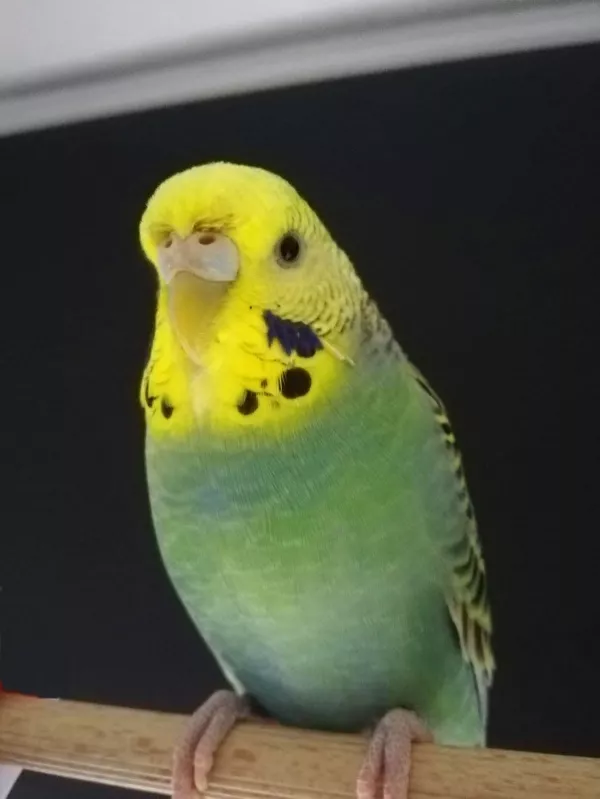 Wellensittich-Bild: Mal ganz lieb fürs Foto posieren ;)