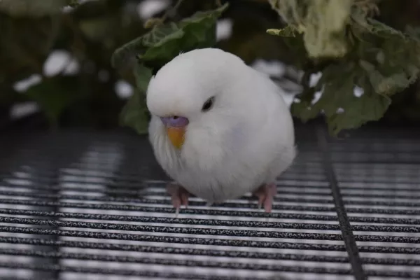 Wellensittich-Bild: Unser kleines Schneeflöckchen.