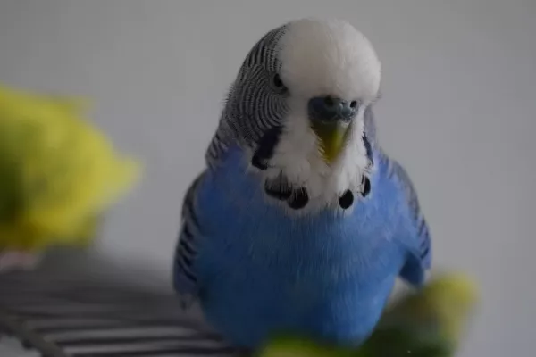 Wellensittich-Bild: Schön blau.