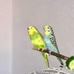Hedwig und Momo