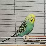 Die hübsche Momo