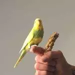 Hedwig und ihre Hirse