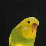 Hedwig mal ganz brav
