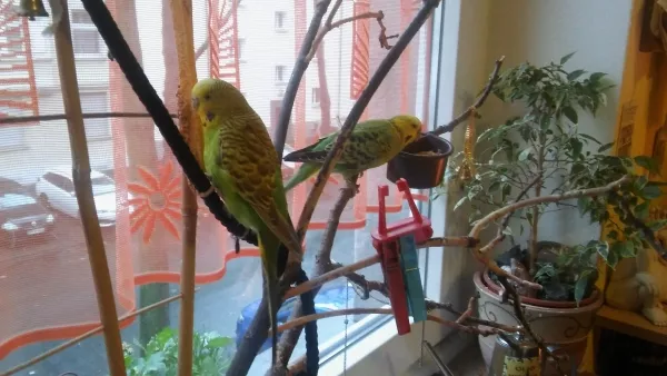 Wellensittich-Bild: Trulla und Roberto sind sehr zufrieden damit, dass sie auch in ihrem Lieblingskletterbaum Futter finden. 