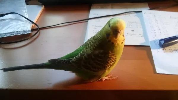 Wellensittich-Bild: Auch mit 8 Jahren noch im Amt: Trulla bei der täglichen Arbeit.