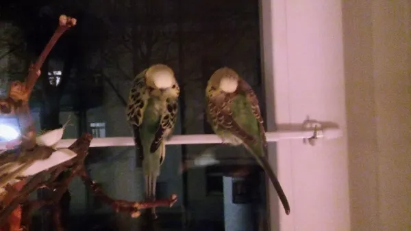 Wellensittich-Bild: Roberto und Trulla beim vorzeitigen Synchronschlaf. Richtig ins Bett gehen unsere kleinen Nachteulen immer erst recht spät, gemeinsam mit dem ganzen Schwarm...
