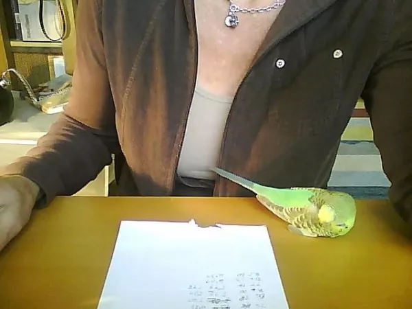 Wellensittich-Bild: Nachdem Trulla mir wieder den ganzen Vormittag bei der Arbeit geholfen hat, gönnt sie sich auf dem Schreibtisch einen kleinen Powernap 