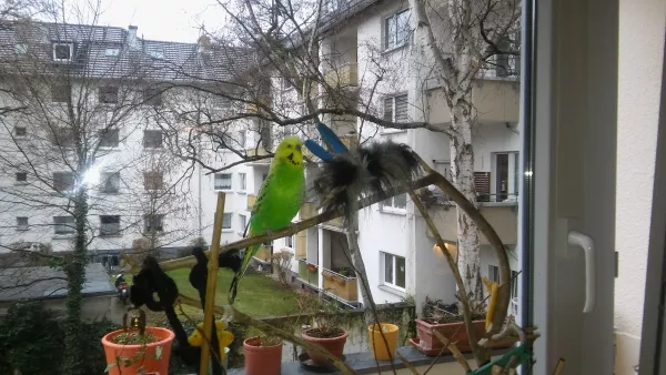 Wellensittich-Bild: Jetzt, wo Roberto endlich Trullas Anerkennung genießt, traut er sich auch mal alleine einen Ausflug auf einen anderen Kletterbaum zu machen, wo er den stolzen Hahn gibt.