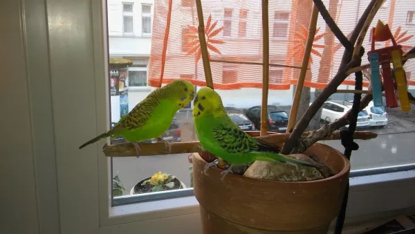 Wellensittich-Bild: Darauf hat Roberto drei Monate gewartet, dass Trulla ihn ENDLICH anflirtet 