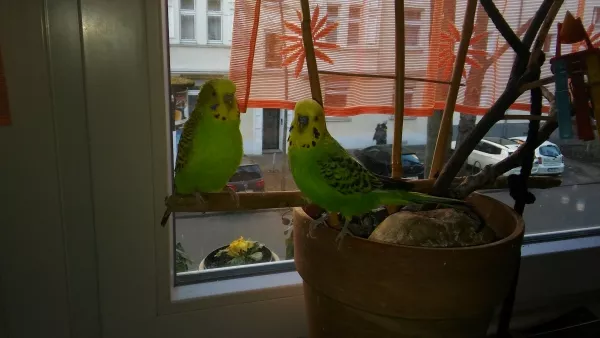 Wellensittich-Bild: auf dem Weg zum Happy End: Trulla und Roberto 