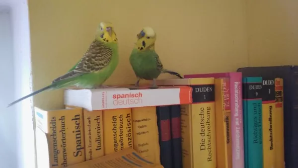 Wellensittich-Bild: Estudiamos espanhol! - Como?