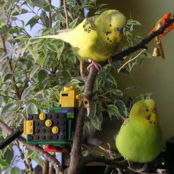 Wellensittich-Bild: Trulla und Heini mit ihrem neuen Lego-Welli-Freund