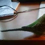 Trulla bei der Arbeit
