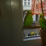 Happy Birds