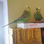 Trulla und Roberto in der Sonntagsschule