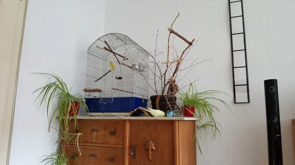 Wellensittich-Bild: Das ist der Schlafort von meinen 2 Süßen. Sweety hat zunehmend das Bedürfnis außerhalb des Käfigs zu schlafen. Versuche ihr das wieder abzugewöhnen. 