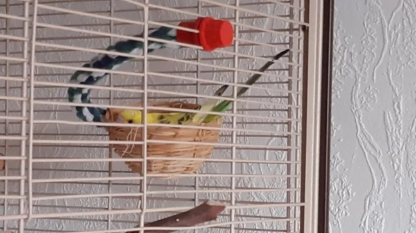 Wellensittich-Bild: Erstmal ordentlich aufräumen, damit zu Ostern auch Eier ins Nest passen.