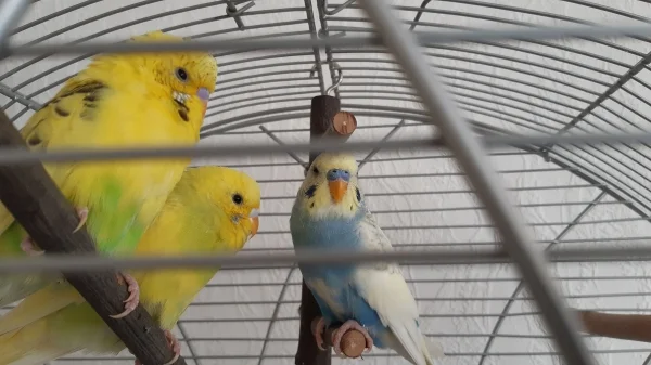 Wellensittich-Bild: Hallo, wir sind Micky, Minnie und Pluto (von links nach rechts) und dürfen uns erstmal im Quarantänekäfig eingewöhnen, bevor wir zu Pieps in den großen Käfig hüpfen. Der Opa würde sonst vermutlich etwas überfordert werden:D