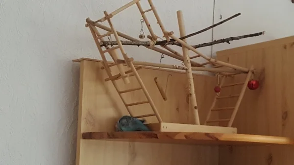 Wellensittich-Bild: Da muss es doch irgendwie rein gehen.. Sweety wie sie erfolglos versucht sich ins Holz zu graben ????