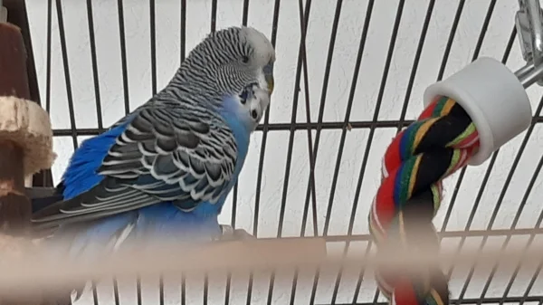 Wellensittich-Bild: Pieps auf seinem Schlafplatz