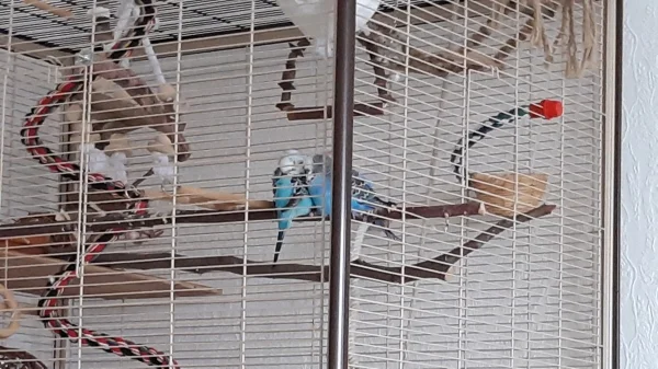 Wellensittich-Bild: Sweety und Pieps zur Mittagsruhe aneinander gekuschelt 