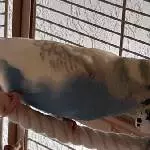 Pieps genießt Kraulzeit