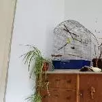 Das Heim meiner Wellis