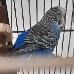Opa Pieps 