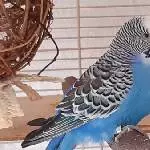 Süßer Pieps