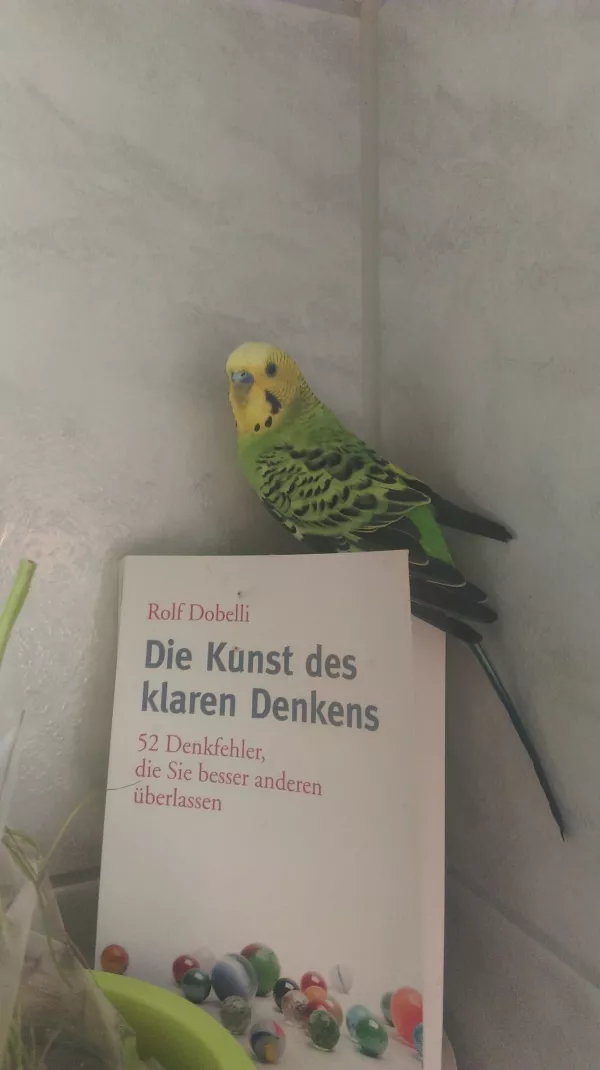 Wellensittich-Bild: ... ein ganz belesenes Kerlchen!
