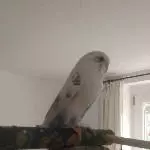 Mein Flöckchen...