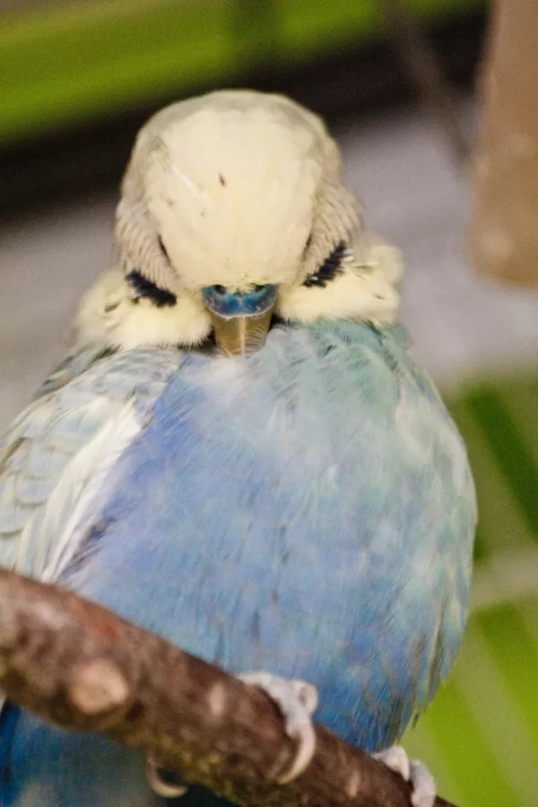 Wellensittich-Bild: Immer fleißig putzen
