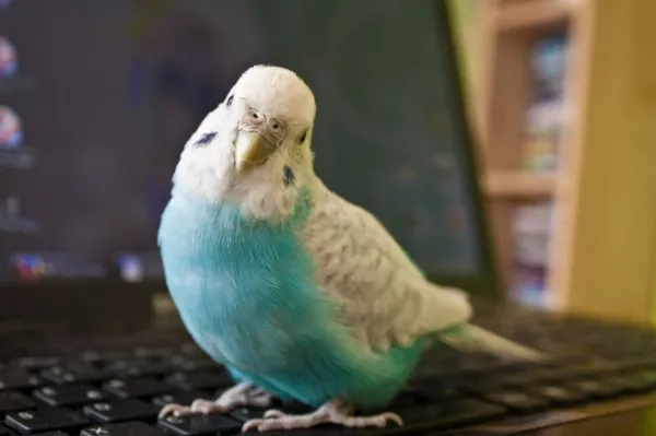 Wellensittich-Bild: Hallo? Nicht spielen! Kümmer dich um mich!