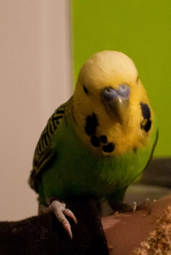 Wellensittich-Bild: Kiwi beim Kolbenhirseessen auf dem Arm