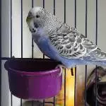 Blue, ganz frisch eingezogen