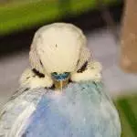 Pelle bei der Abendtoilette