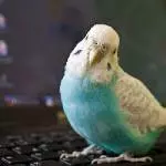 Riko beschlagnahmt meinen Laptop