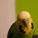 Kiwi, mal ganz zahm